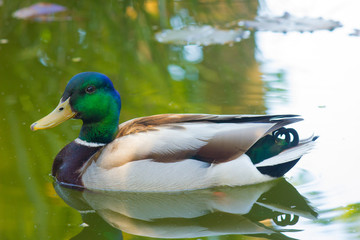 Tuktuk The Duck, Sitting Gracefully in Pond with Reflection in Water with Ripples