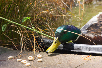 Tuktuk The Duck, Leaning Over Pond Basin to Eat Cereal from Concrete Paver Bricks