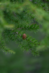 Pine cones on pine branches in the summer