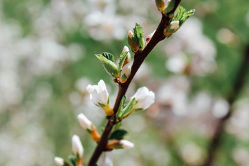 white flowers on a branch