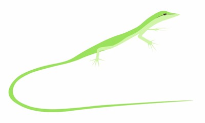 Fototapeta premium サキシマカナヘビ