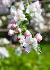 Fototapeta premium White and pink apple tree flowers in springtime. Blurred floral background. Apple blossom in early spring.