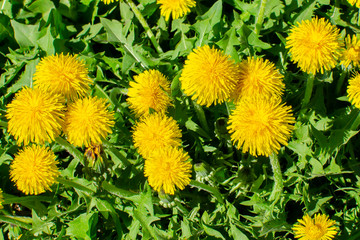 Edible fresh yellow blowball dandelion flowers, spring, summer