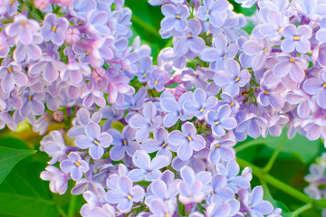 Branch with spring lilac flowers. Nature background.