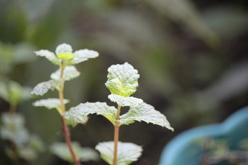 mint apple leaf plantations on the front plantations of the house