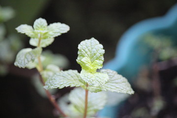 mint apple leaf plantations on the front plantations of the house