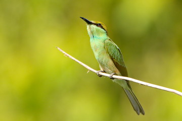 bee eater perched on a branch