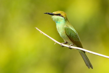 bee eater perched on branch