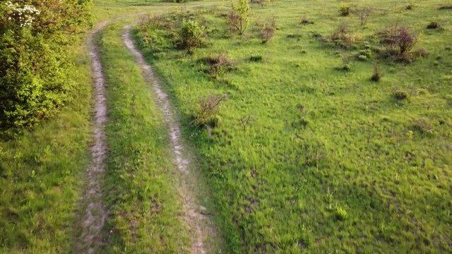 Trampled tracks on the grass from the wheels of a car, a road on a meadow in nature, green grass and flowering shrubs in spring.