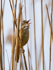 Great reed warbler (Acrocephalus arundinaceus)