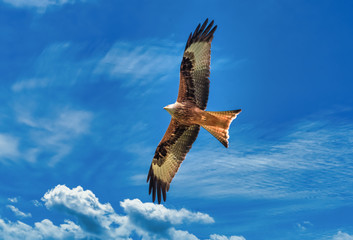 The majestic beauty of a buzzard in flight over the shores of the Upper Zurich Lake, Switzerland.