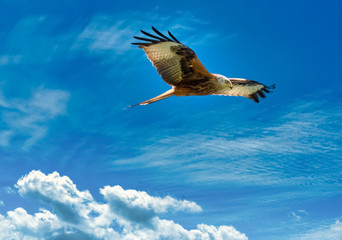The majestic beauty of a buzzard in flight over the shores of the Upper Zurich Lake, Switzerland.