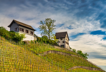 Fototapeta na wymiar Vineyards along the shores of Lake Zurich near Rapperswil, St. Gallen, Switzerland