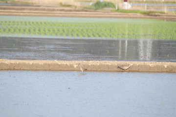 チュウシャクシギ