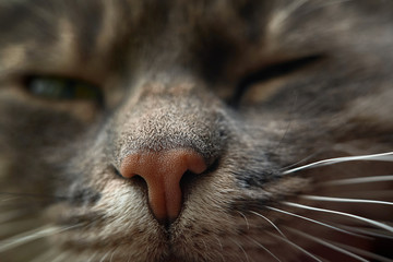 cat's nose macro photo close up