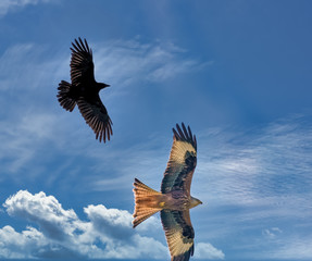 Majestic sight of a crow attacking a buzzard in flight over the shores of the Upper Zurich Lake,...