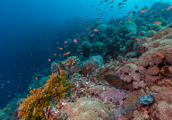 Fototapeta na wymiar Two Giant Moray Eels on the edge of a colorful coral reef. Gymnothorax javanicus