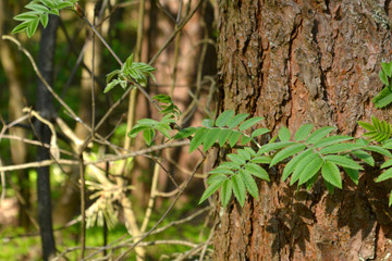 Natural little green fern in spring forest.