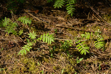 Natural little green fern in spring forest.