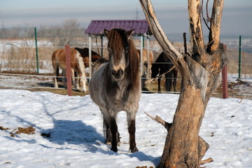 Horses in an open stall of an equestrian club. Animals outdoors in winter