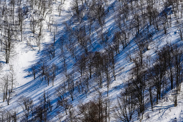 雪山に立つ木々