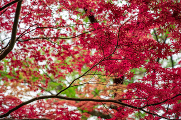 春もみじの芽吹き