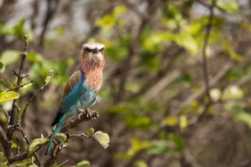 A colorful lilac-breasted roller sitting on tree during safari in Tarangire National Park, Tanzania
