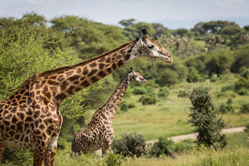 Beatiful girrafe during safari in Tarangire National Park, Tanzania..