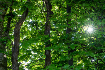 Obraz premium Sunstars emerging among the dense forests along the shores of the Upper Zurich Lake (Obersee), Bollingen, Schemrikon, St. Gallen, Switzerland