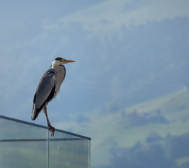 A grey heron perched on a balcony on the shores of the Upper Zurich Lake, Hurden, Schwyz, Switzerland
