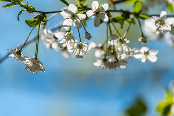 Spring blurred background with blooming cherry.