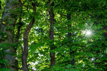 Sunstars emerging among the dense forests along the shores of the Upper Zurich Lake (Obersee), Bollingen, Schemrikon, St. Gallen, Switzerland