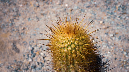 Cactus