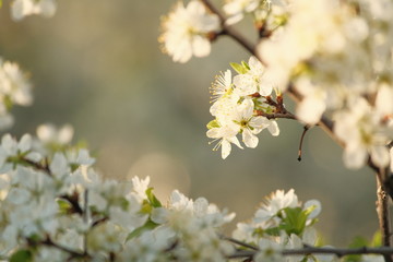 Spring flowering of the Apple tree