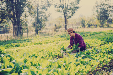 Fototapeta premium Young gardener checking freshly plants in farm; young farmer harvesting vegetables at morning