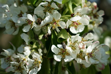Fresh white and pink apple blossoms blooming on a branch in the