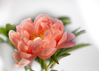 Close-up of a peony blossom with rosy petals and yellow filaments with a white background - paeonia