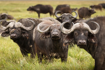 Buffalo in the grass during safari in Serengeti National Park in Tanzani. Wilde nature of Africa.