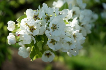 Fresh white and pink apple blossoms blooming on a branch in the