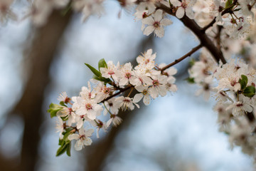 Branch with flowers on a blurred background. Spring flowering cherry.