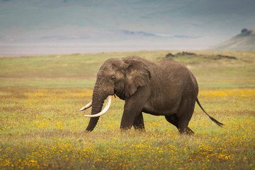 Elephant eating grass during safari in National Park of Ngorongoro, Tanzania. Beautiful yellow flowers around him. Wild nature of Africa.
