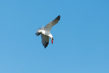 Caspian Tern hunting in New Zealand