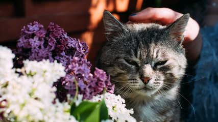 gray contented cat sitting around a white purple bouquet of lilacs stroking his hand.