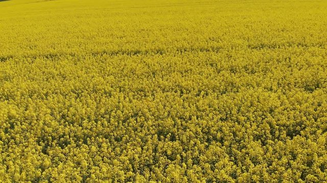 field of raps