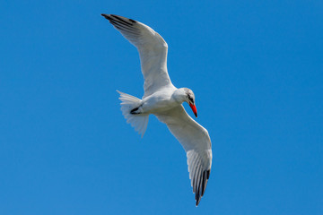 Caspian Tern hunting in New Zealand