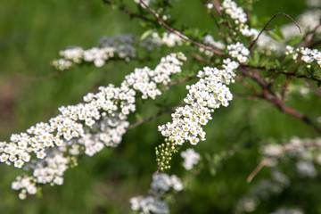 white flowers of a tree