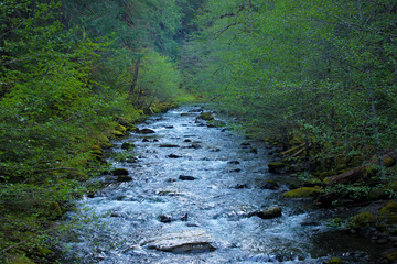 Big Collawash River with Whitecaps Looking Upstream from Bridge at Bagby Hot Springs in Mt. Hood National Forest, Oregon