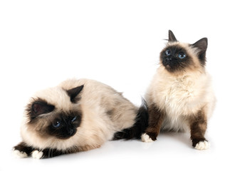 birman cats in studio