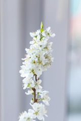 white PLUM blossom