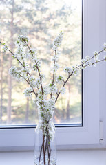 flowers in a window